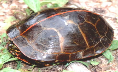 Image of Painted Turtle