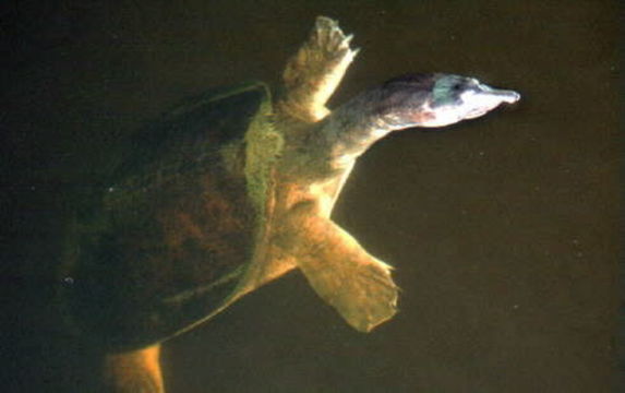 Image of Florida Softshell Turtle