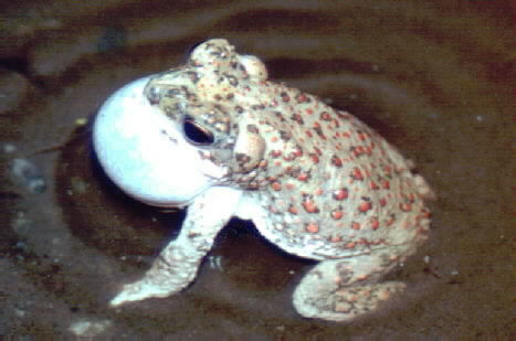 صورة Anaxyrus punctatus (Baird & Girard 1852)