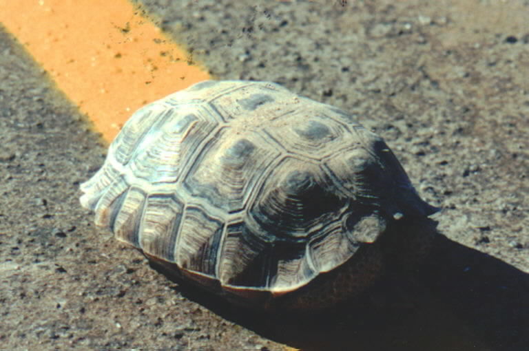 Image of desert tortoise