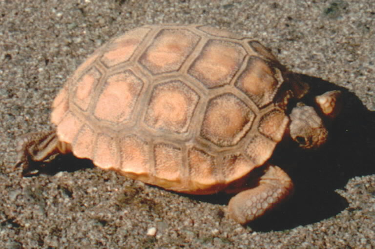 Image of desert tortoise