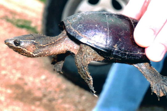 Слика од Sternotherus odoratus (Latreille 1802)