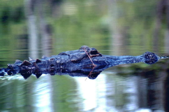 Image of American alligator