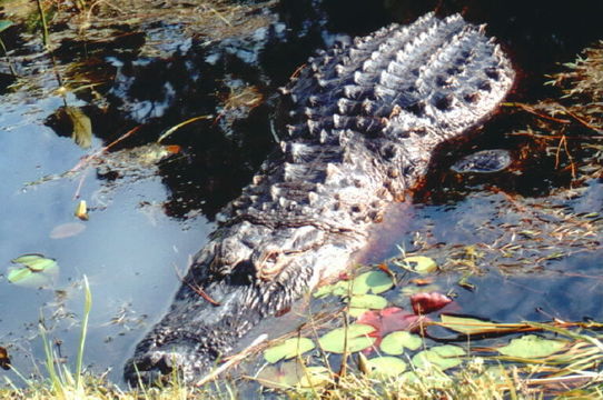 Image of American alligator