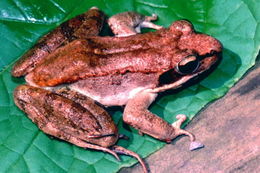 Image of Wood Frog