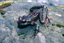 Image of Coastal Tailed Frog