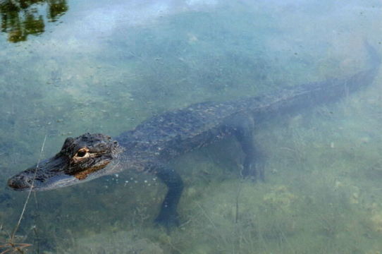 Image of American alligator