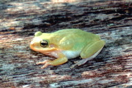 Image of <i>Hyla squirella</i>