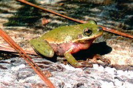 Image of <i>Hyla squirella</i>