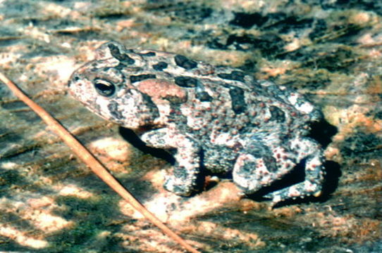 Image of Southern Toad
