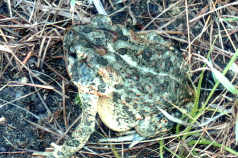 Image of Southern Toad