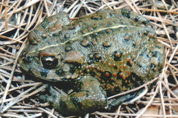 Image of western toad