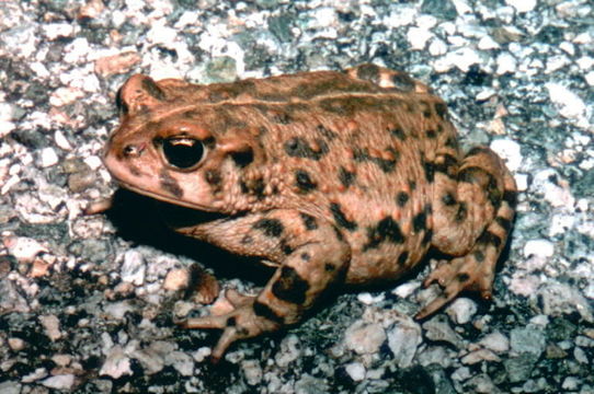 Image of western toad