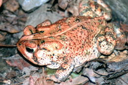 Image de Anaxyrus americanus (Holbrook 1836)