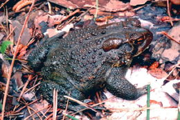 Image de Anaxyrus americanus (Holbrook 1836)