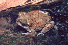 Plancia ëd Anaxyrus punctatus (Baird & Girard 1852)