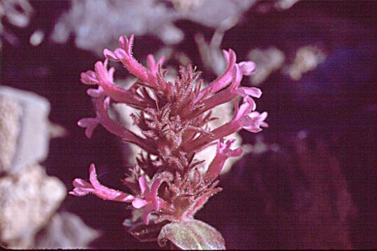 صورة Penstemon calcareus T. S. Brandeg.