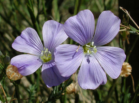 Imagem de Linum lewisii Pursh