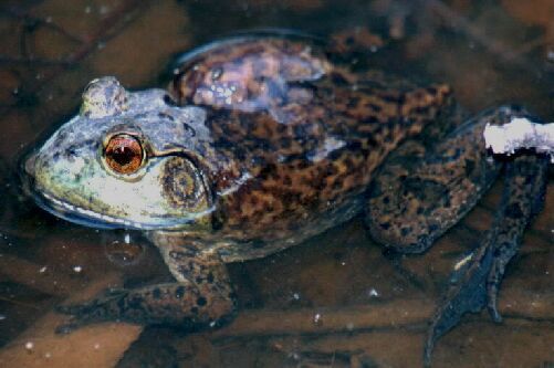 Image of American Bullfrog