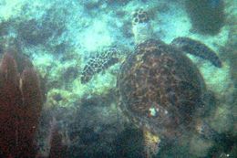 Слика од јастребоклуна морска желка