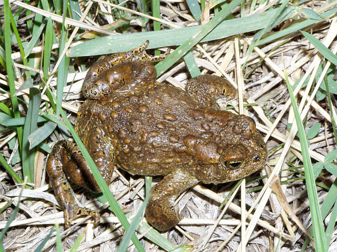 Sivun Anaxyrus canorus (Camp 1916) kuva