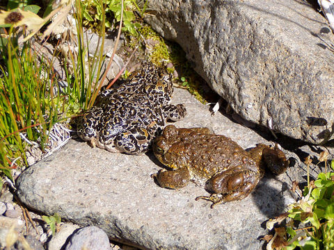 Image of Yosemite Park Toad
