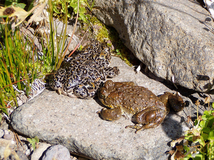 Image of Yosemite Park Toad