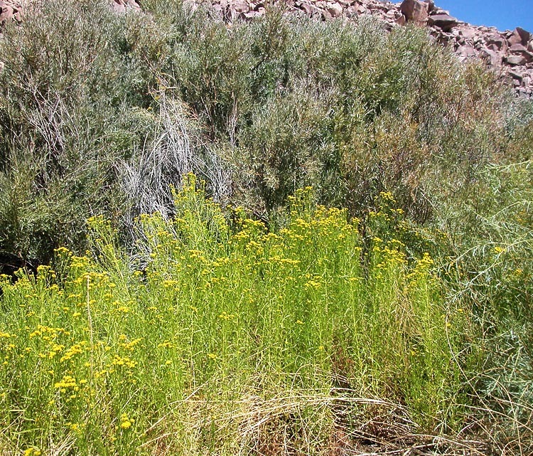 Plancia ëd Euthamia occidentalis Nutt.