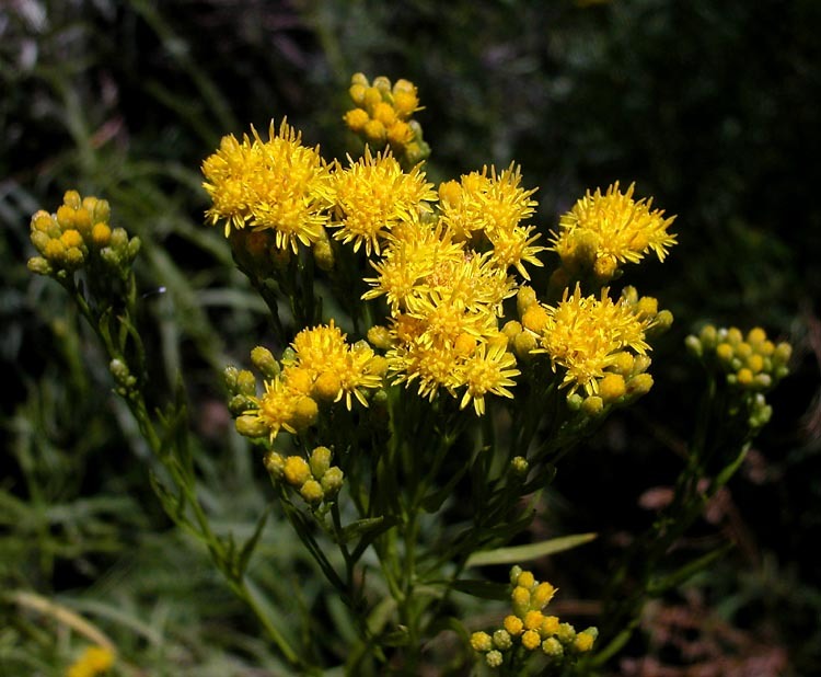 Plancia ëd Euthamia occidentalis Nutt.