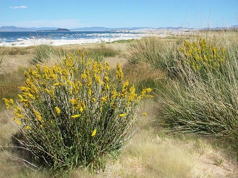 Image of Nevada Goldenrod