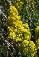 Image of Nevada Goldenrod