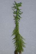 Image of western watermilfoil