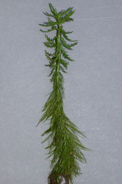 Imagem de Myriophyllum hippuroides Nutt. ex Torr. & Gray