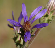 Plancia ëd Eurybia integrifolia (Nutt.) G. L. Nesom