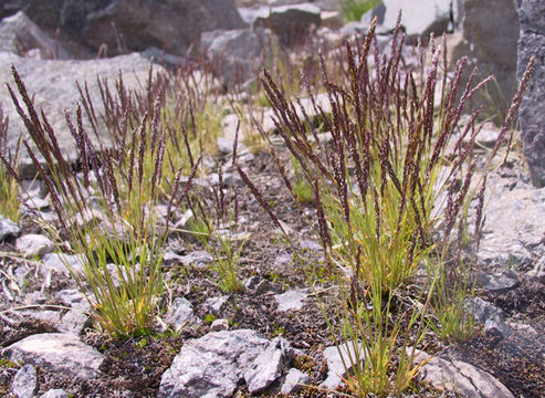 Image of mountain bentgrass