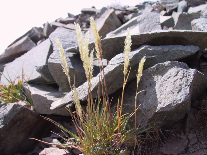 Trisetum spicatum (L.) K. Richt. resmi