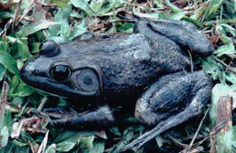 Image of American Bullfrog