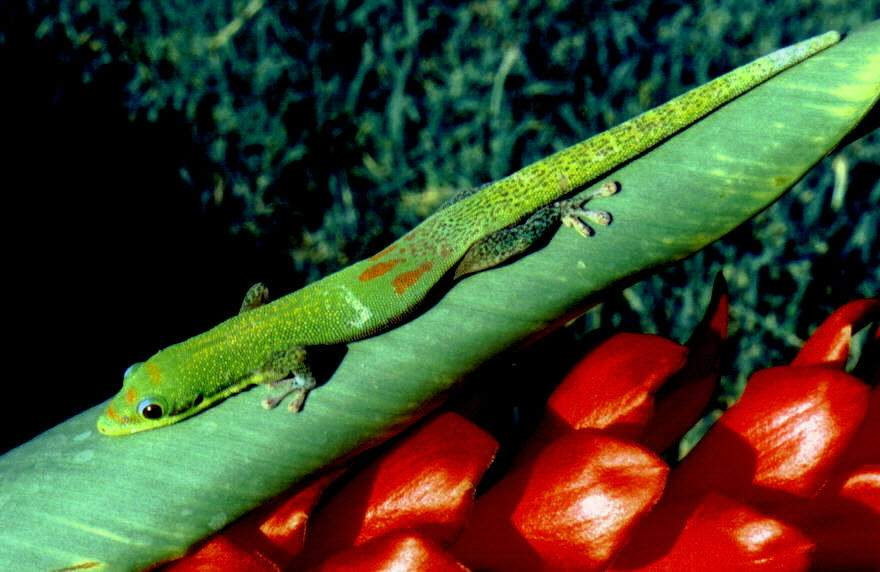 Image of Broad-tailed Day Gecko