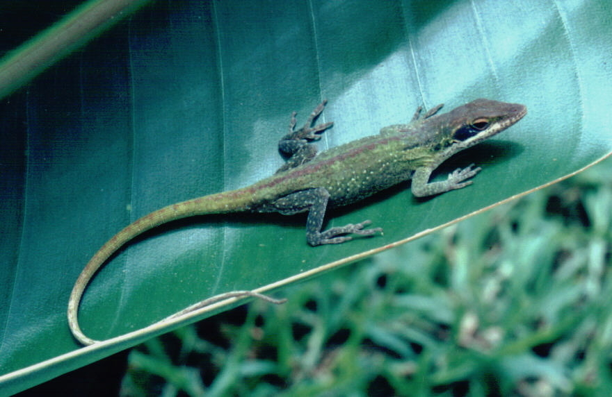 Image of American Anole