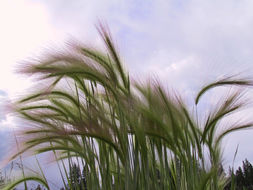 Image of foxtail barley