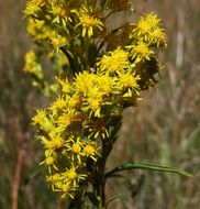 Image of Nevada Goldenrod