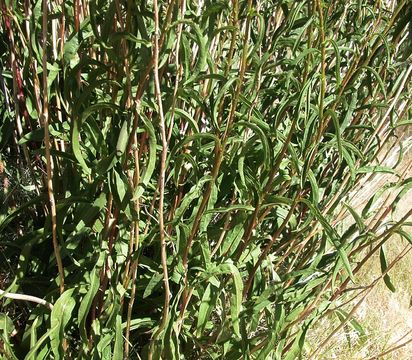 Image of Nevada Goldenrod