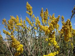 Image of Nevada Goldenrod