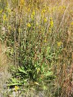 Image of Nevada Goldenrod