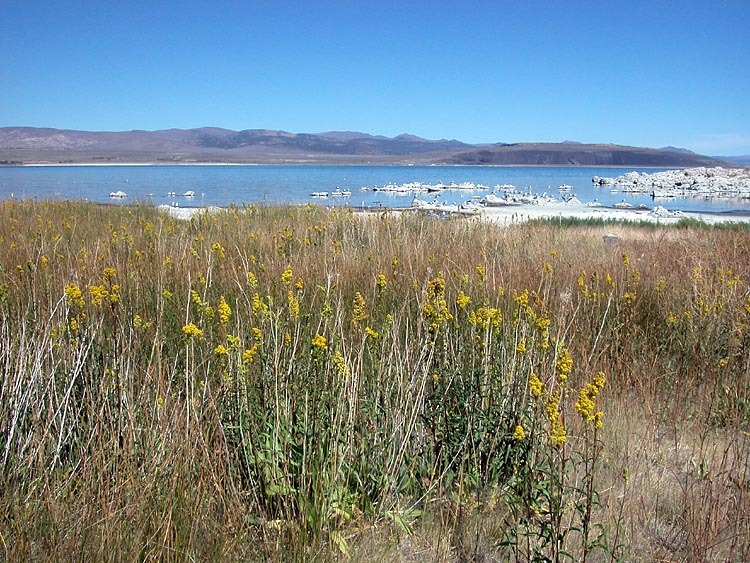 Image of Nevada Goldenrod