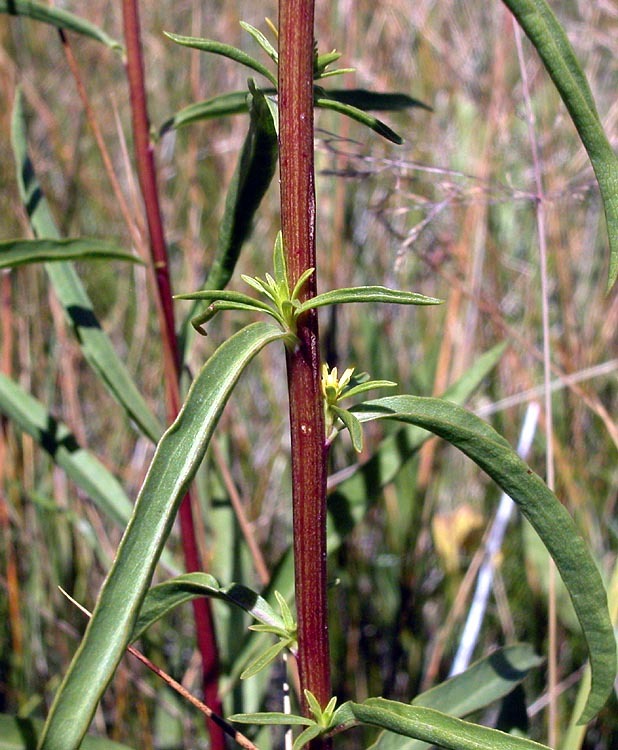 Image of Nevada Goldenrod