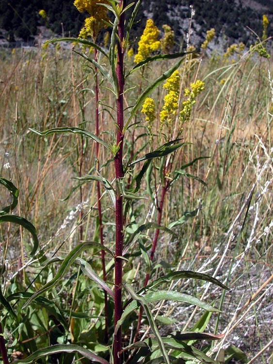 Image of Nevada Goldenrod