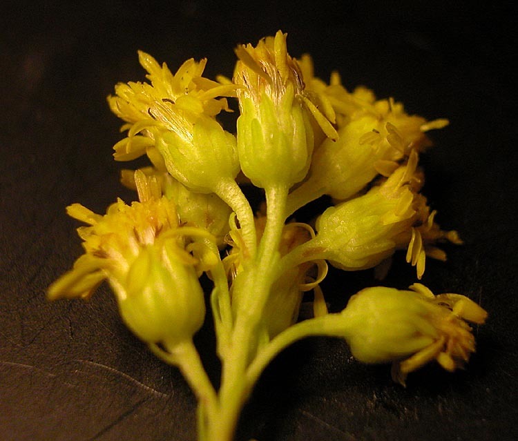 Image of Nevada Goldenrod