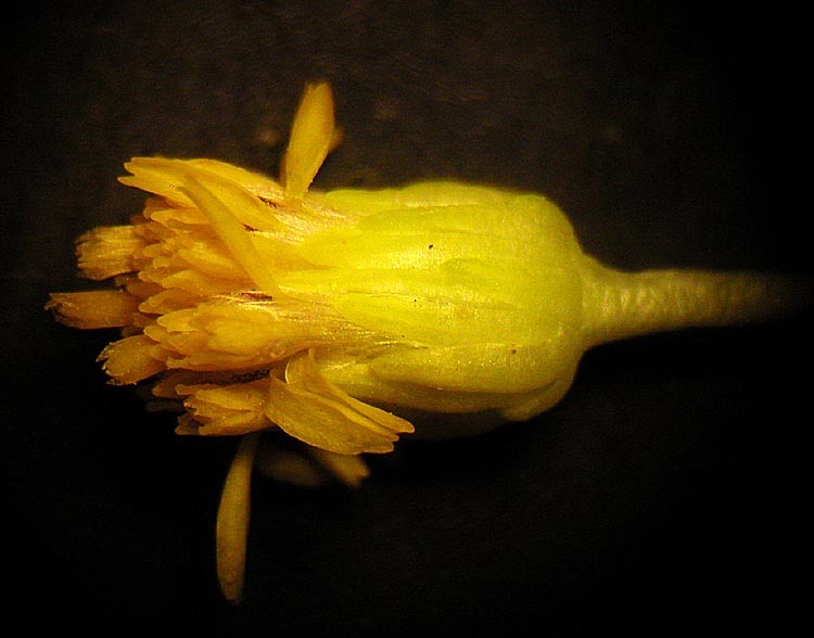 Image of Nevada Goldenrod