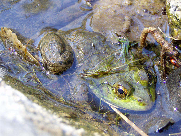 Image of American Bullfrog